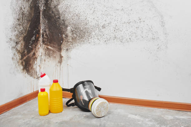 Best Mold Testing and Removal  in Waterman, IL