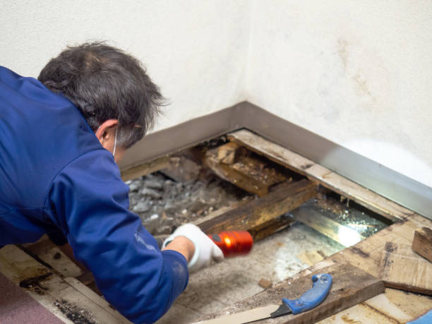 Best Mold Cleaning Services  in Waterman, IL
