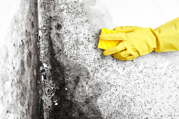 Best Crawl Space Mold Removal  in Waterman, IL