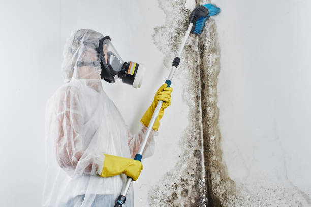 Attic Mold Removal in Waterman, IL