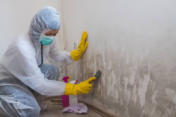 Mold Removal Process in Waterman, IL