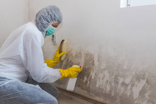 Crawl Space Mold Removal in Waterman, IL