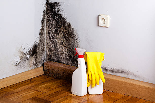 Best Certified Mold Removal  in Waterman, IL
