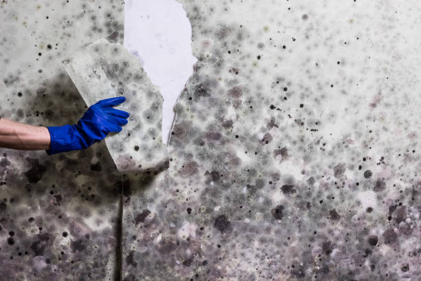 Best Mold Removal and Inspection  in Waterman, IL