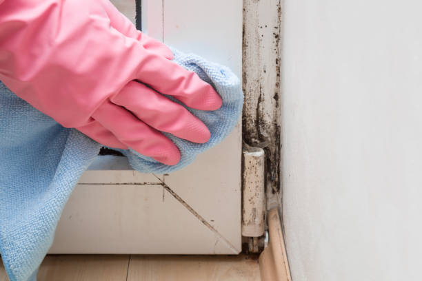 Best Same-Day Mold Removal  in Waterman, IL