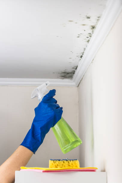 Mold Testing and Removal in Waterman, IL