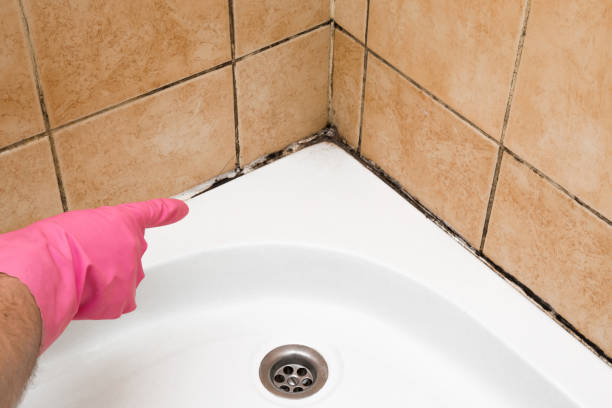 Best Black Mold Removal  in Waterman, IL