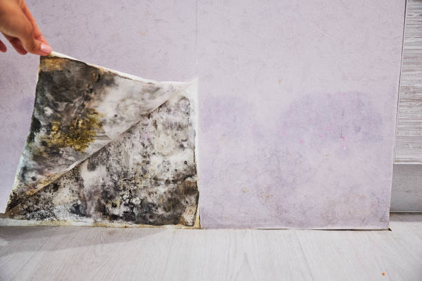 Best Toxic Mold Removal  in Waterman, IL